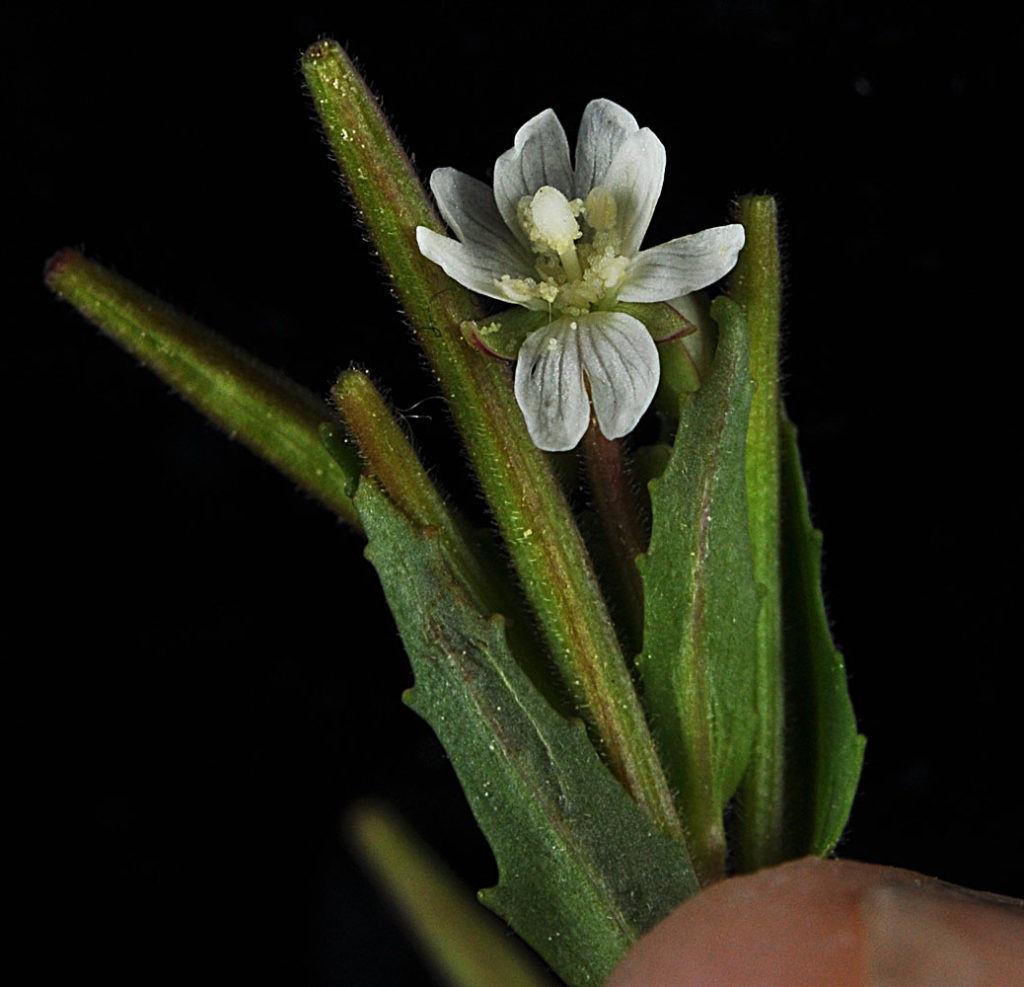 Flora of Eastern Washington Image: Epilobium glandulosum 6
