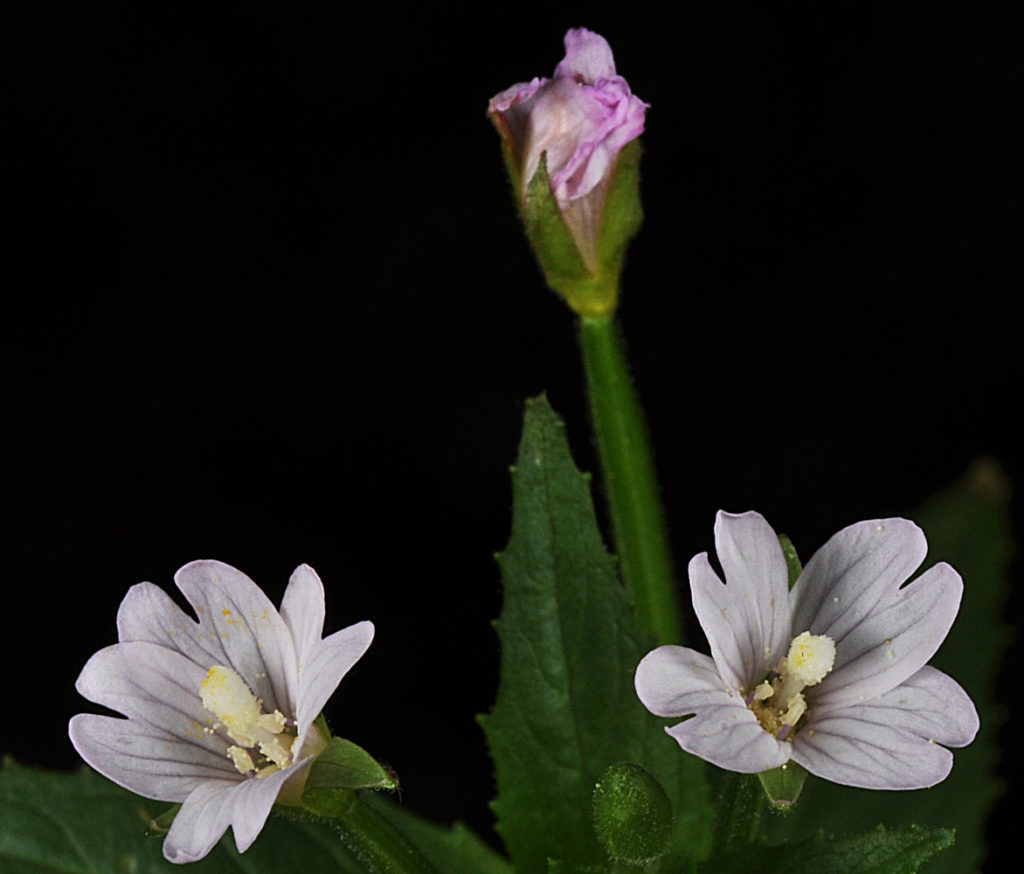 Flora of Eastern Washington Image: Epilobium glandulosum 5
