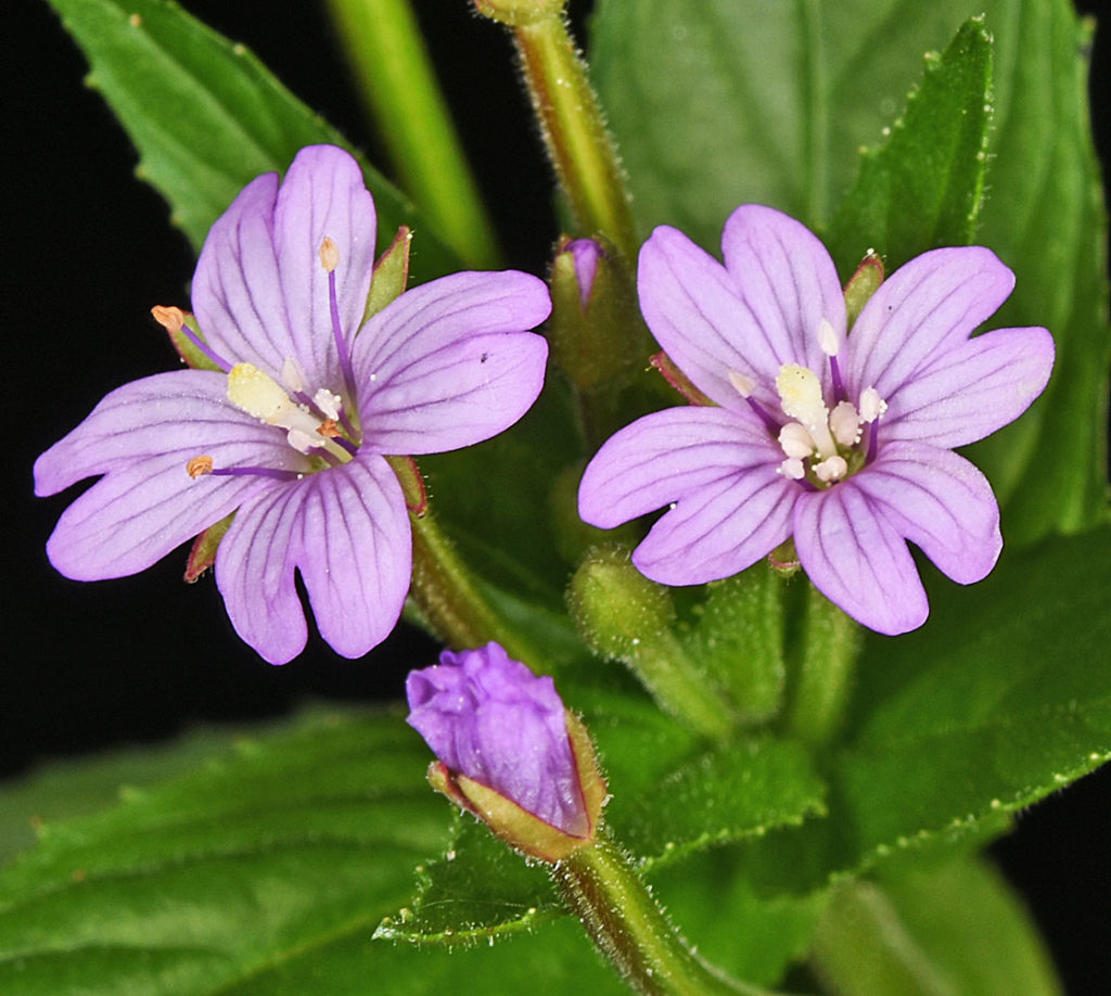 Flora of Eastern Washington Image: Epilobium glandulosum 22