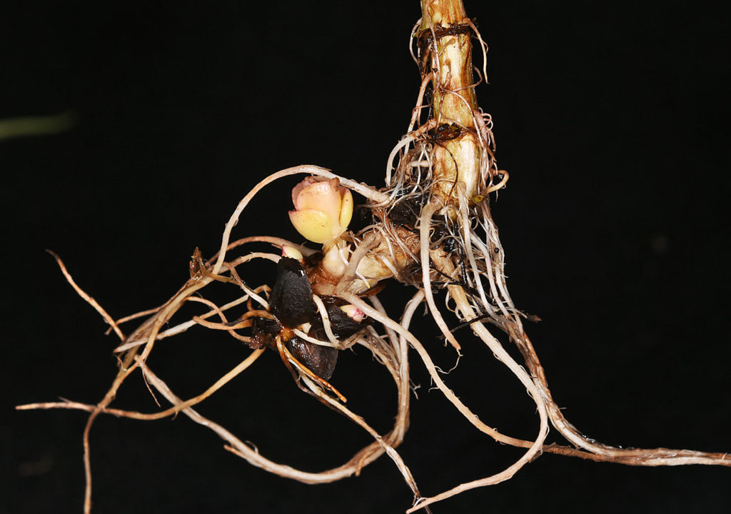 Flora of Eastern Washington Image: Epilobium glandulosum 20 