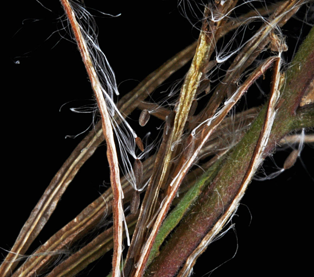 Flora of Eastern Washington Image: Epilobium glandulosum 15