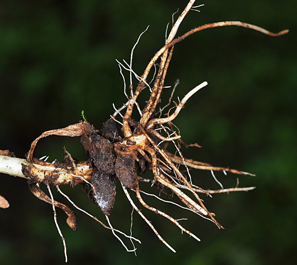 Flora of Eastern Washington Image: Epilobium glandulosum
