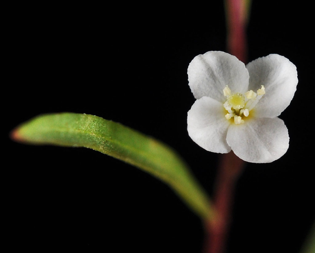 Flora of Eastern Washington Image: Gayophytum diffusum 15