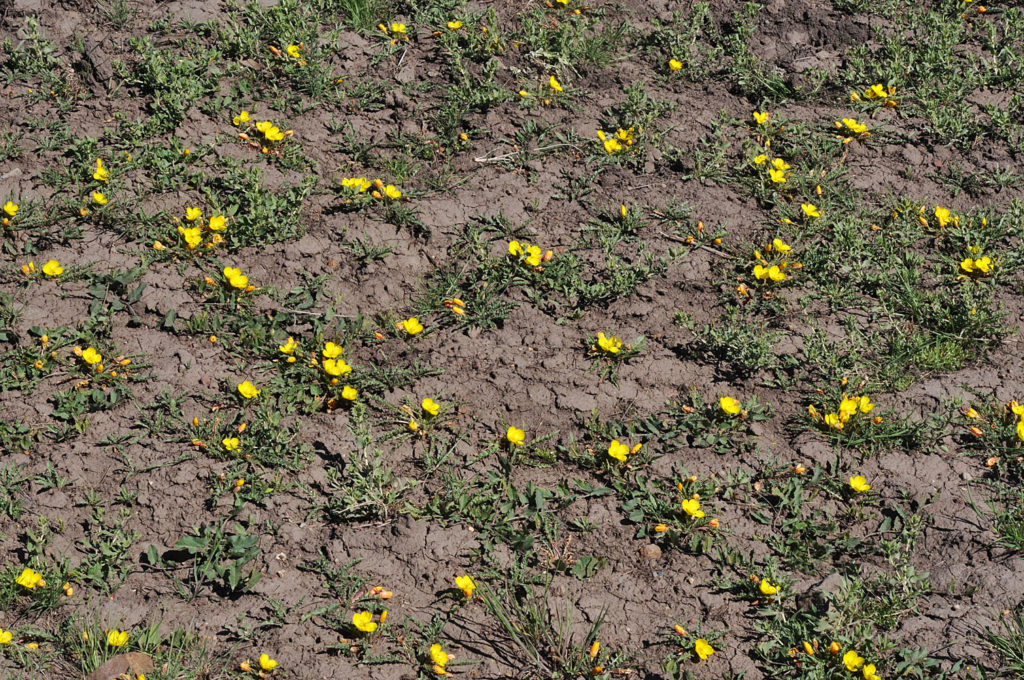 Flora of Eastern Washington Image: Taraxia tanacetifolia many plants in nature