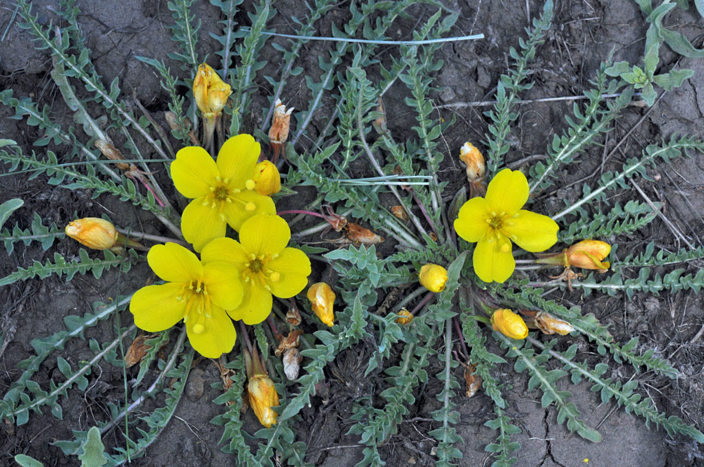 Flora of Eastern Washington Image: Taraxia tanacetifolia two plants top view in nature