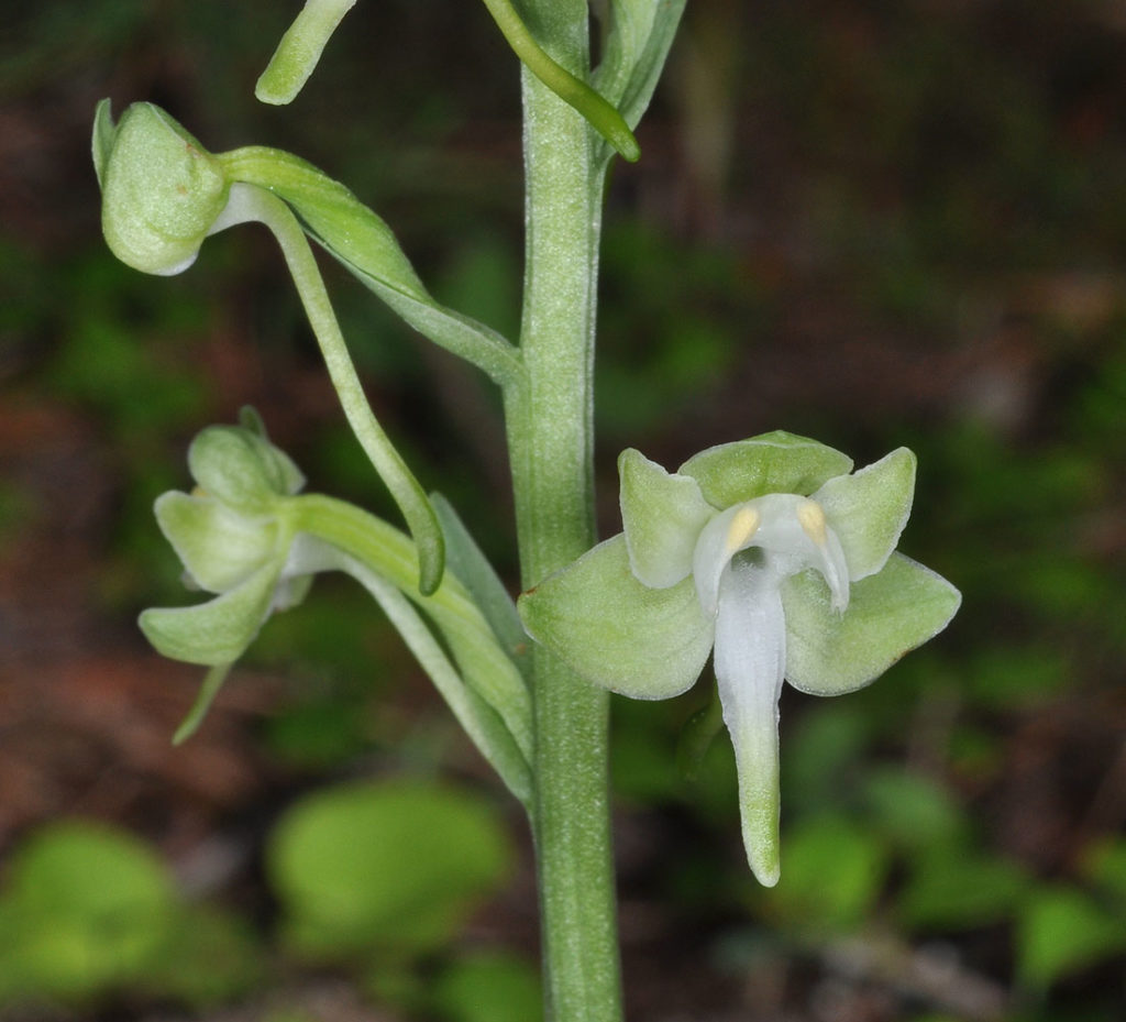 Flora of Eastern Washington Image: Platanthera orbiculara 3
