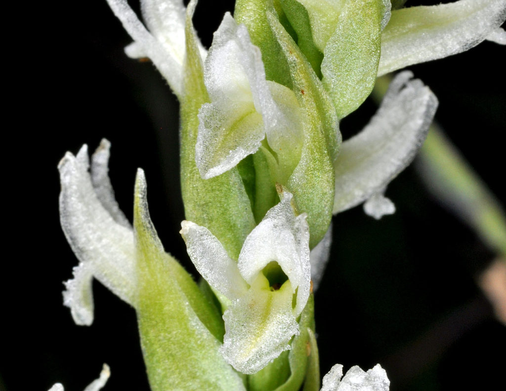 Flora of Eastern Washington Image: Spiranthes romanzoffiana zoomed in more on bulbs