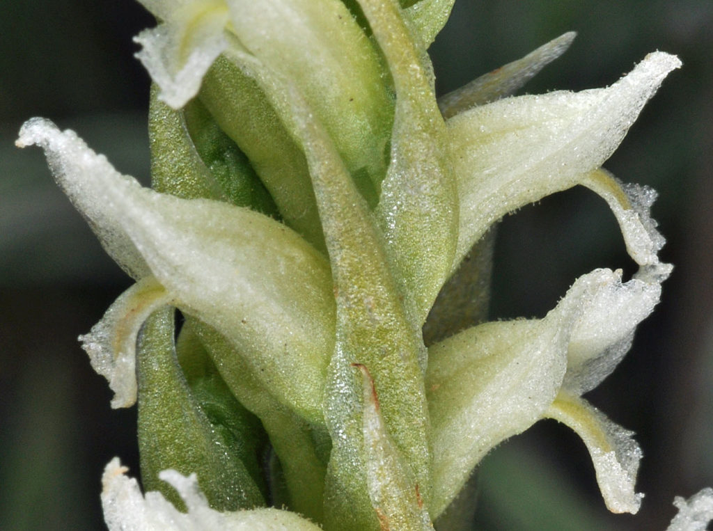 Flora of Eastern Washington Image: Spiranthes romanzoffiana leaves
