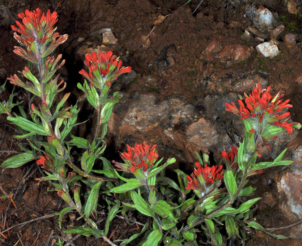 Flora of Eastern Washington Image: Castilleja hispida 1