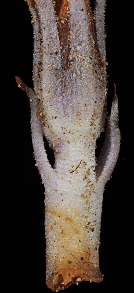 Side view of Aphyllon corymbosum flower