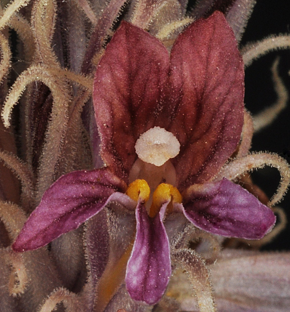 Another angle of Aphyllon corymbosum flower
