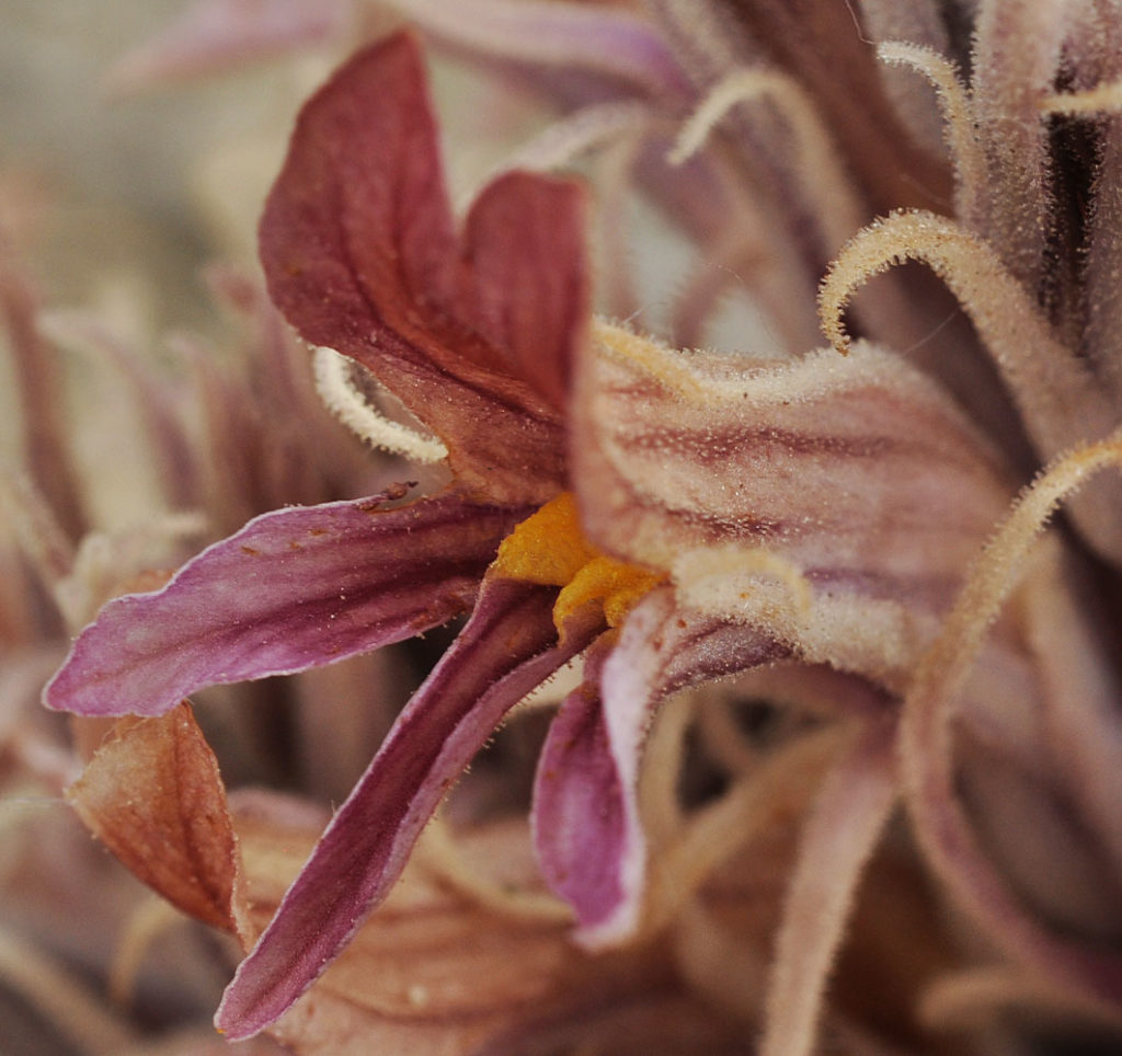 Flora of Eastern Washington Image: Orobanche corymbosa 23
