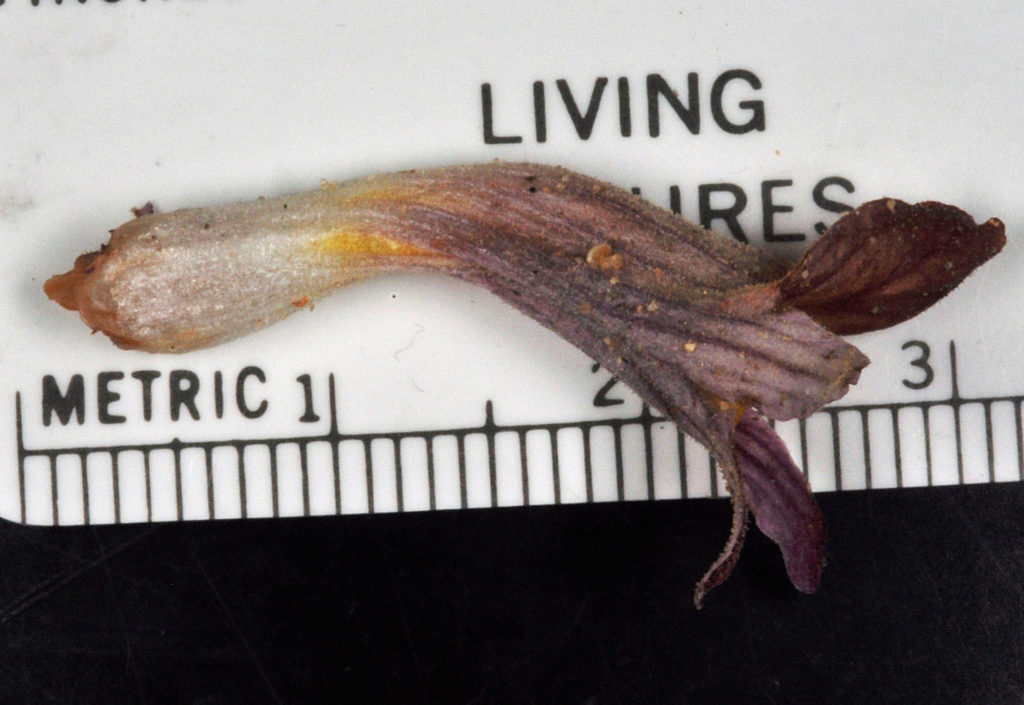 Flora of Eastern Washington Image: Orobanche corymbosa 21