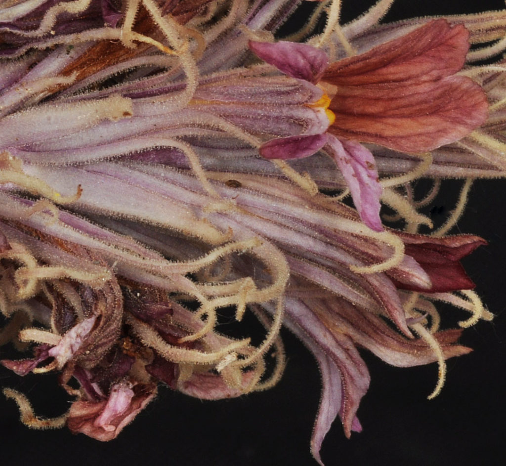 Another angle of a close up of Aphyllon corymbosum