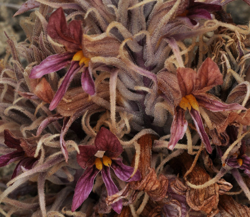 Close up of multiple Aphyllon corymbosum flowers