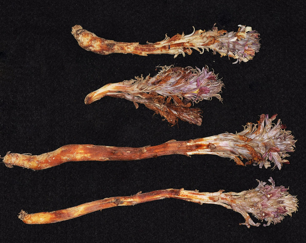 Photo of Aphyllon corymbosum stems and flowers