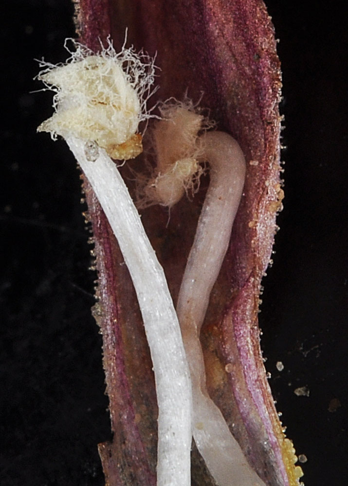 Inside the center of Aphyllon corymbosum flower