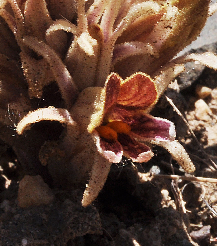 A different close up of Aphyllon corymbosum flower