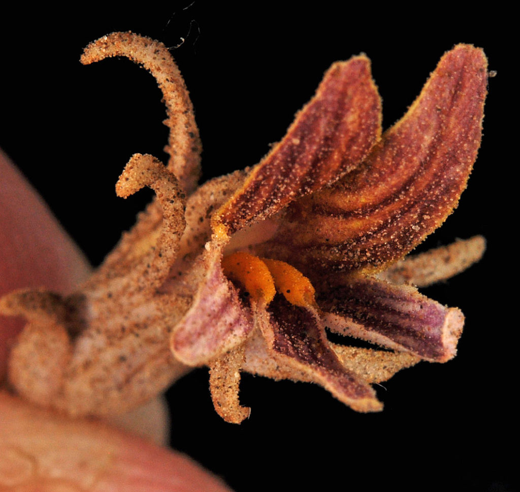 Flora of Eastern Washington Image: Orobanche corymbosa 9