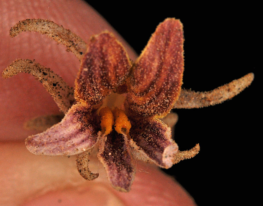 Flora of Eastern Washington Image: Orobanche corymbosa 8