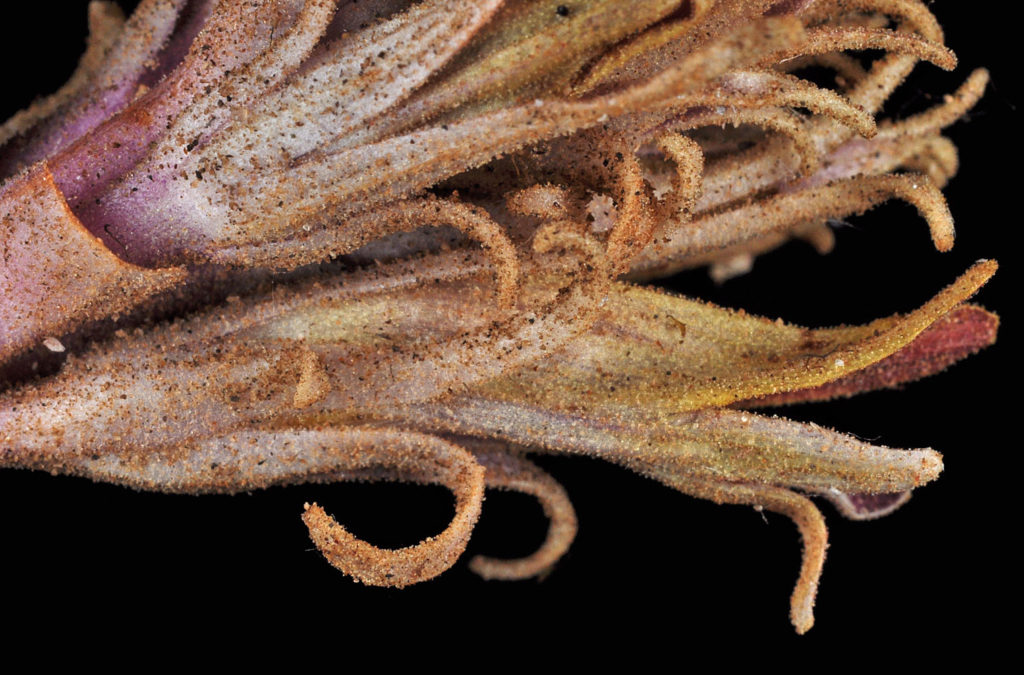 Flora of Eastern Washington Image: Orobanche corymbosa 7