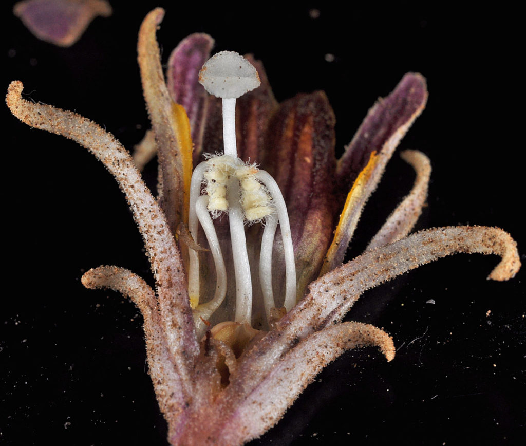 Flora of Eastern Washington Image: Orobanche corymbosa 6