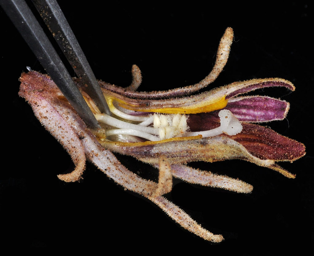 Flora of Eastern Washington Image: Orobanche corymbosa 5