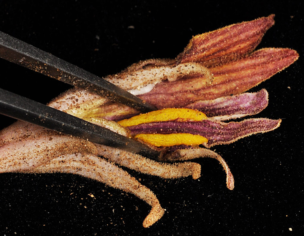 Photo of Aphyllon corymbosum flower 