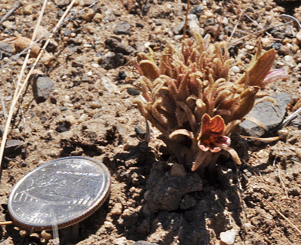 Photo of Aphyllon corymbosum in the wild