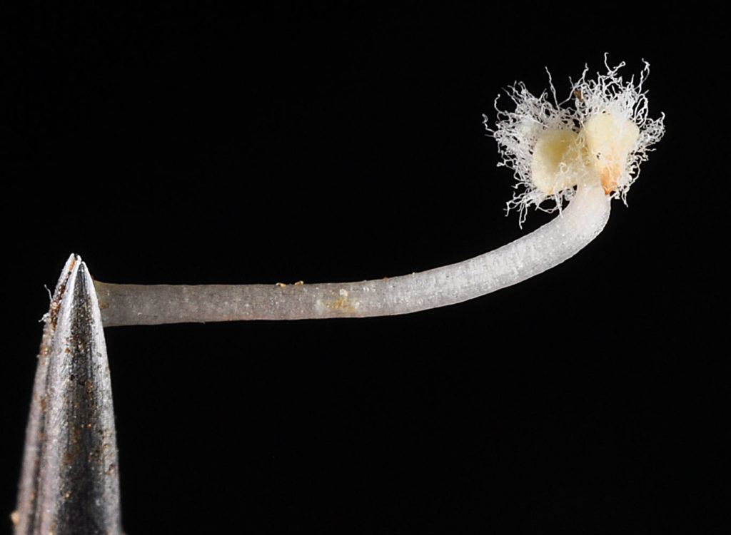 the same piece of Aphyllon corymbosum flower without tweezers