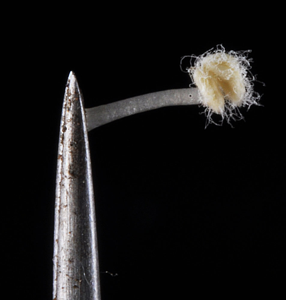 the same piece of Aphyllon corymbosum flower with tweezers