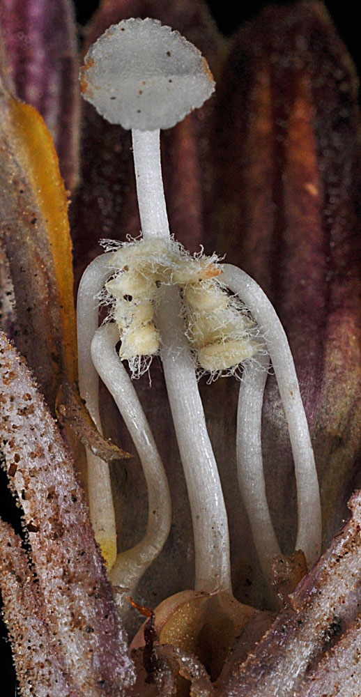 Close up of Aphyllon corymbosum flower
