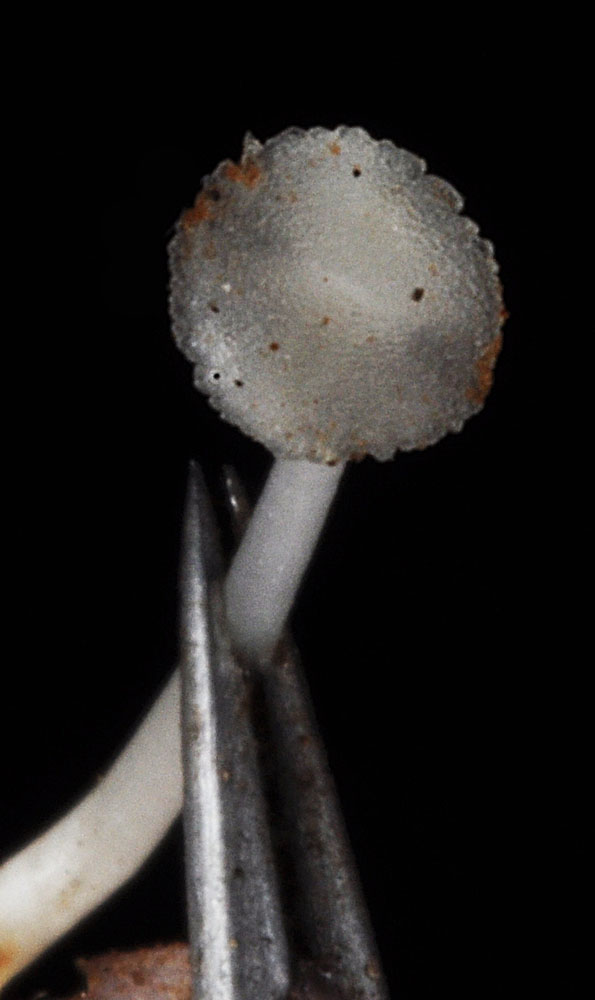 A piece of Aphyllon corymbosum flower