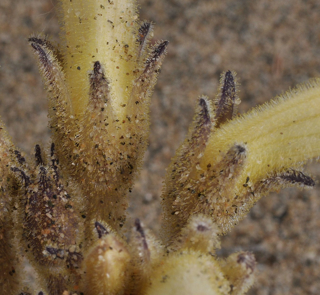 Close up of Aphyllon fasciculatum with sand on it