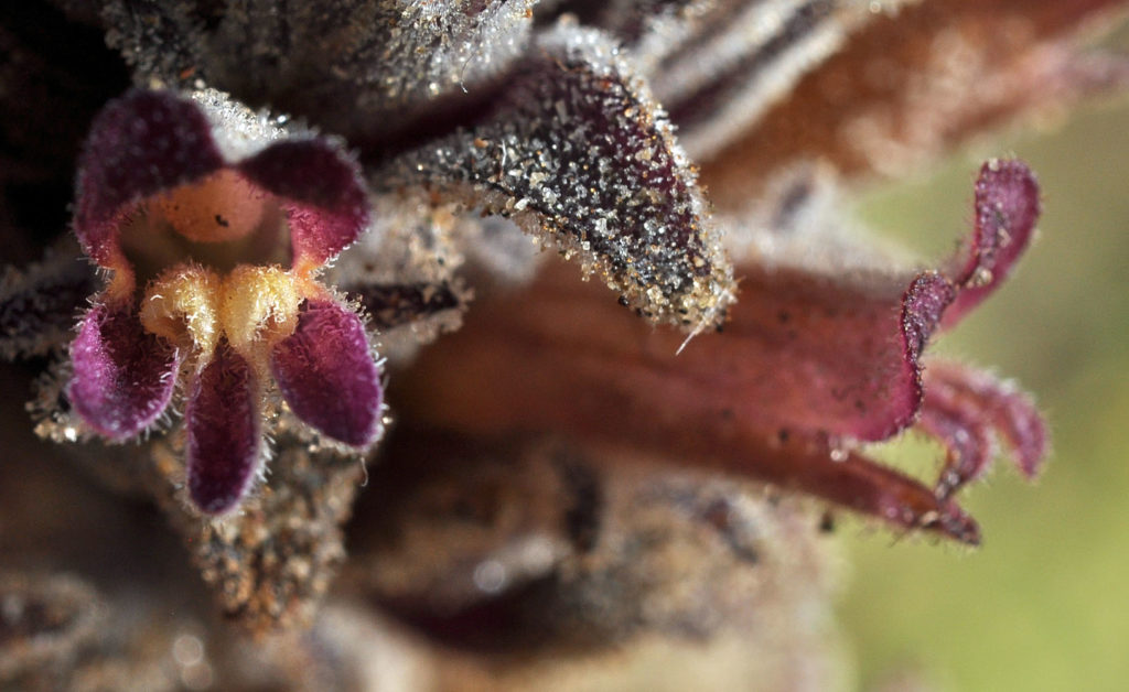 Close up view of Aphyllon ludovicianum leaf