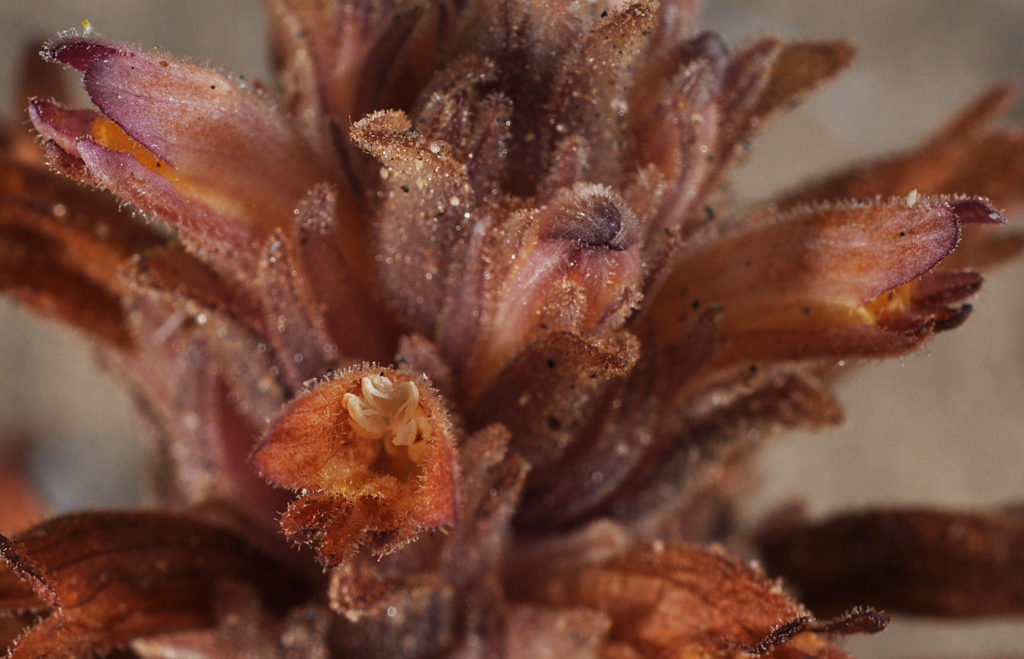 Close up of Aphyllon ludovicianum