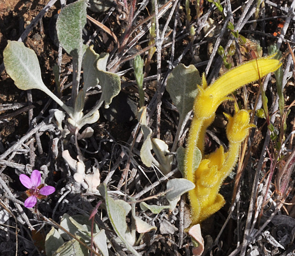 Flora of Eastern Washington Image: Orobanche uniflora 20