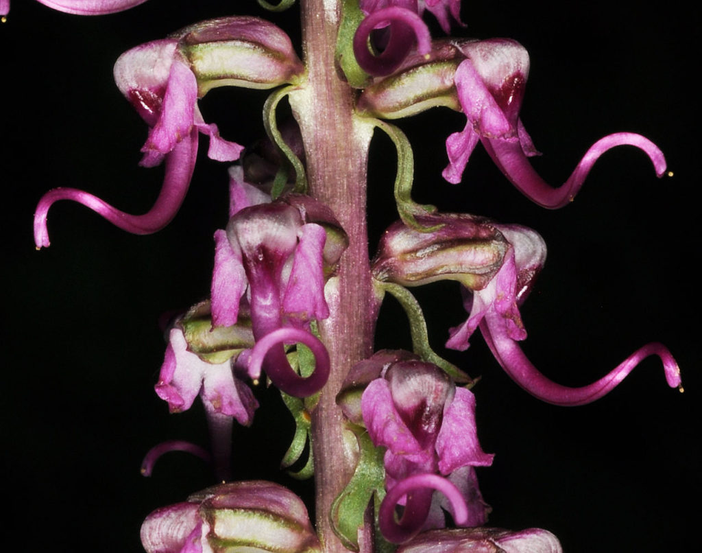 Flora of Eastern Washington Image: Pedicularis groenlandica 7