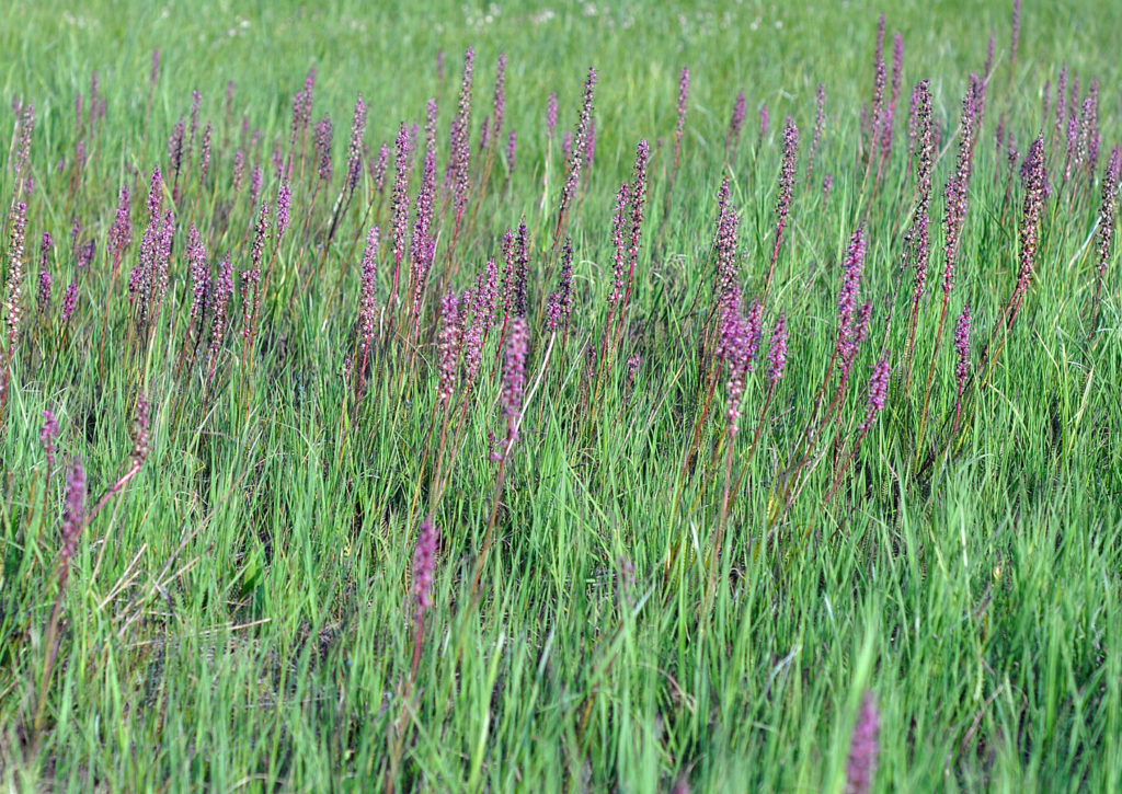 Flora of Eastern Washington Image: Pedicularis groenlandica 2