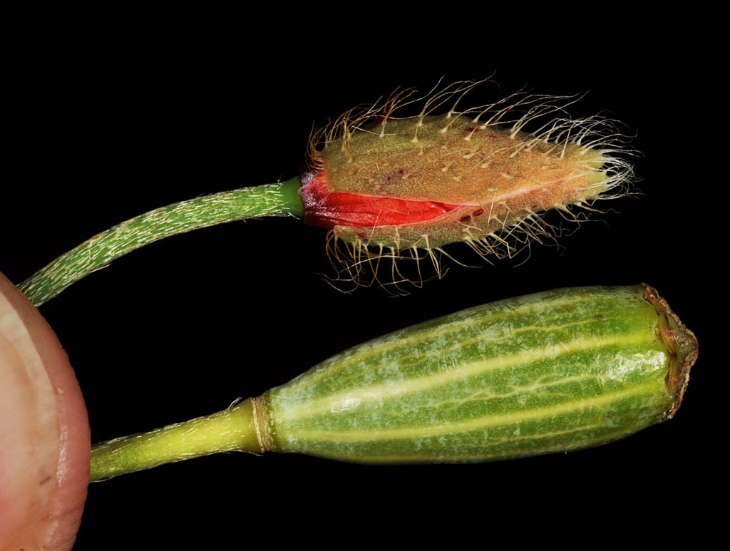 Flora of Eastern Washington Image: Papaver dubium 11