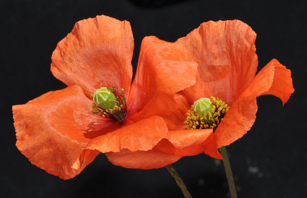 Flora of Eastern Washington Image: Papaver dubium 7