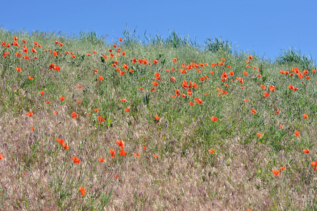 Flora of Eastern Washington Image: Papaver dubium 23