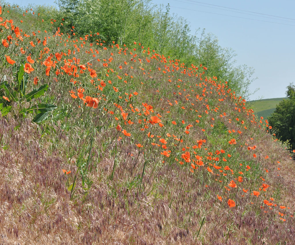 Flora of Eastern Washington Image: Papaver dubium