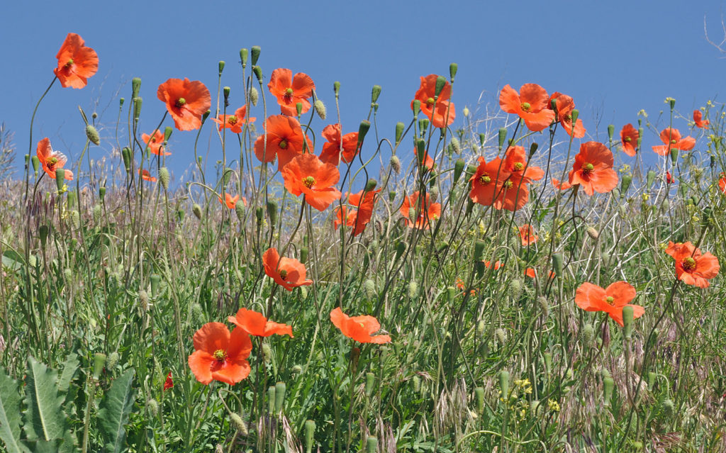 Flora of Eastern Washington Image: Papaver dubium 2