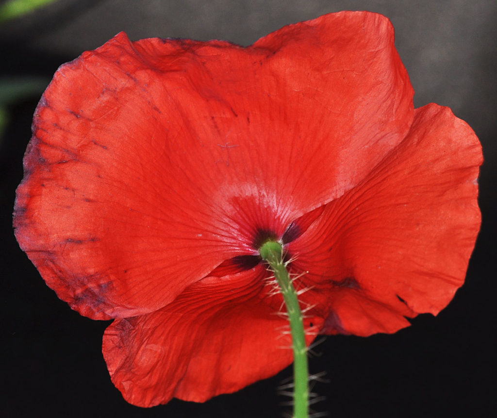 Flora of Eastern Washington Image: Papaver rhoeas 5