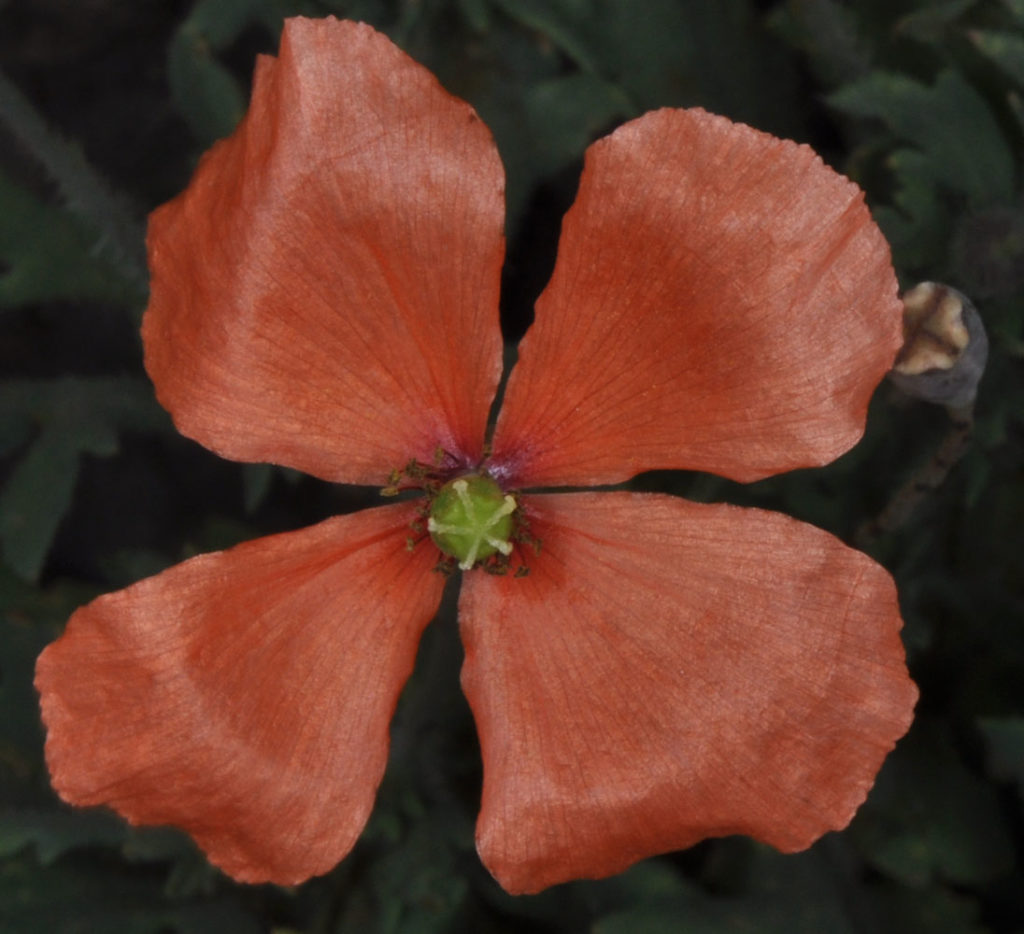 Flora of Eastern Washington Image: Papaver dubium 22