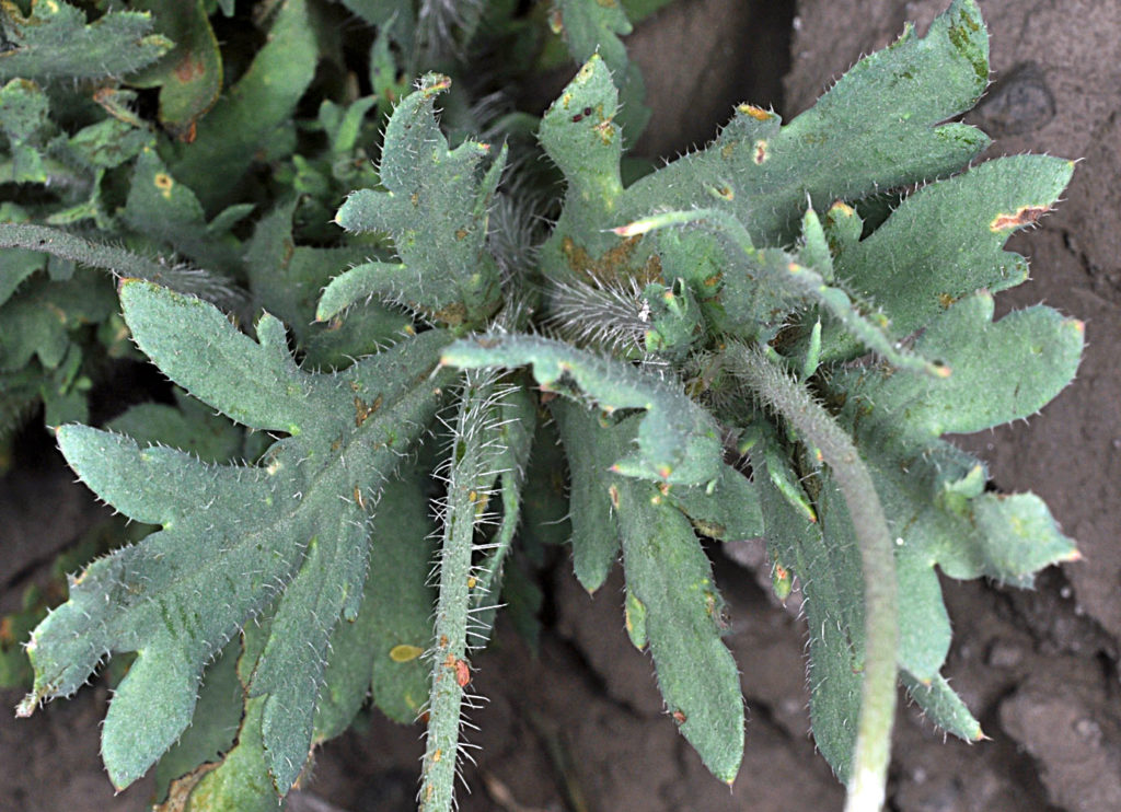 Flora of Eastern Washington Image: Papaver dubium 18