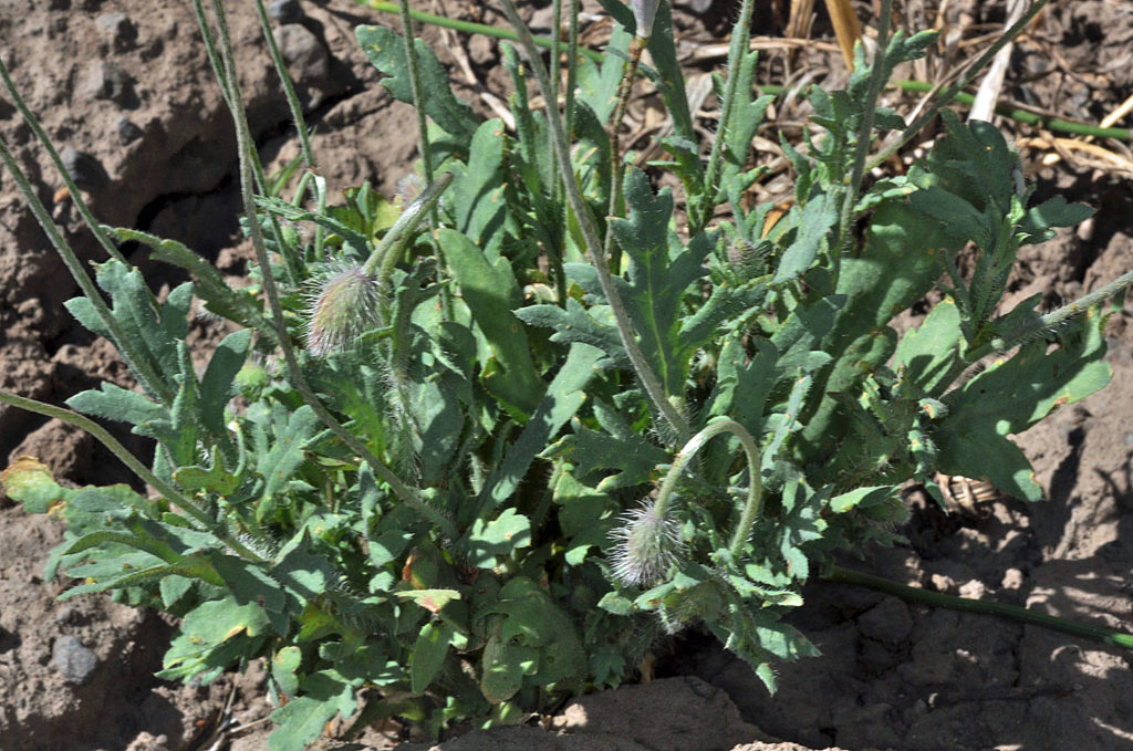 Flora of Eastern Washington Image: Papaver dubium 17