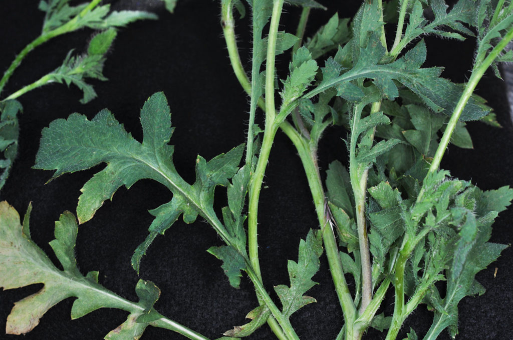 Flora of Eastern Washington Image: Papaver rhoeas 3