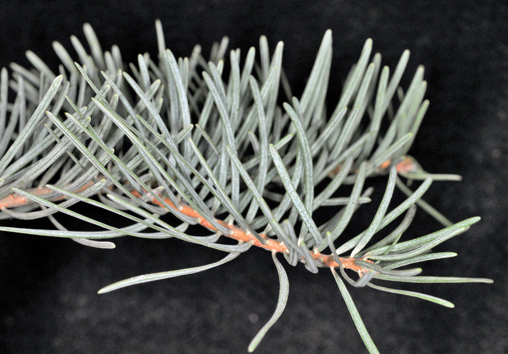 Photo of Abies concolor twig, close up, different angle